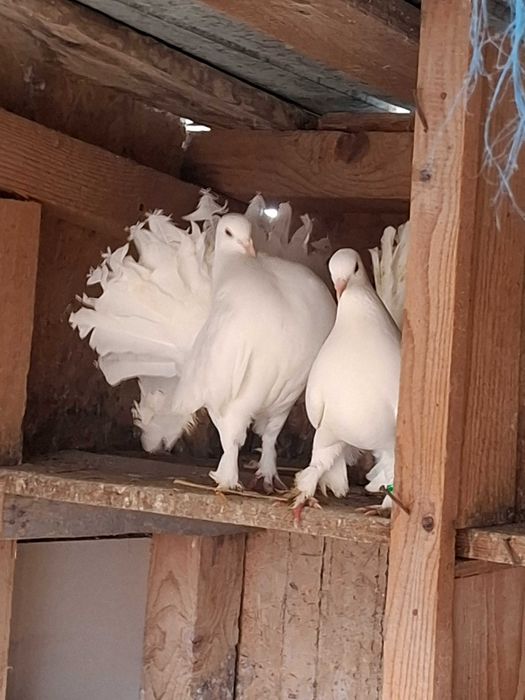 Gaini brahma HD,rate lesesti ciocolatii,porumbei voltati