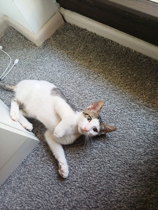 Adopție pisicuțe