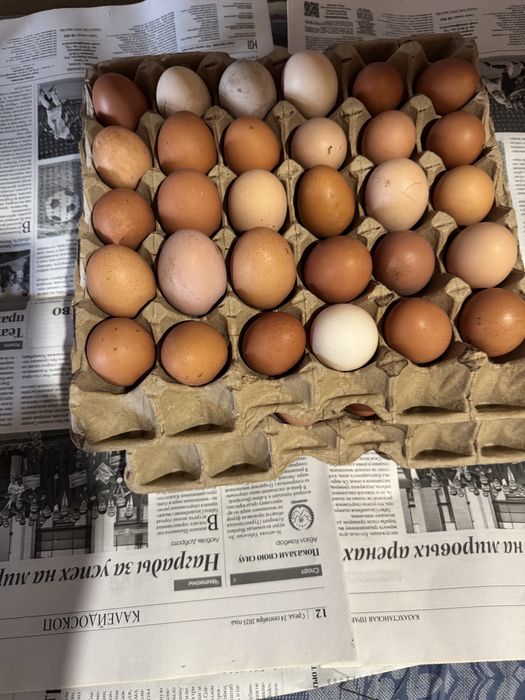 Яйца куриные, домашние