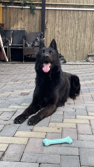 Вязка Случка