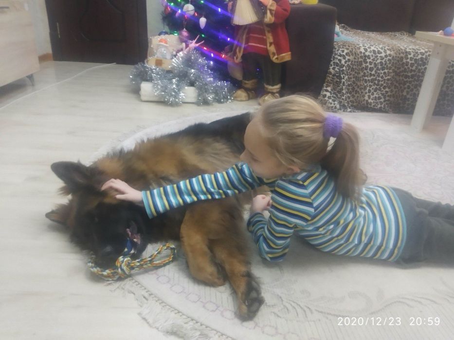 Немецкая овчарка длиннашёрстная.  Вязка