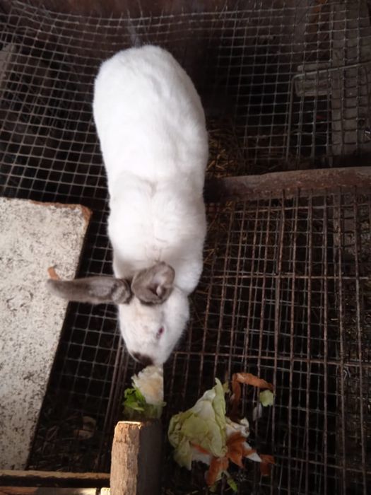 Продам Кроликов Великаны