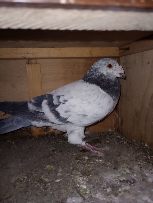 Se dau din lipsă de spațiu.