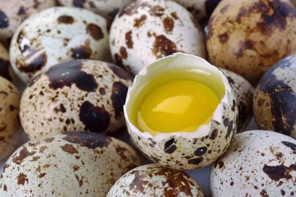 Предлагам пресни пъдпъдъчи яйца