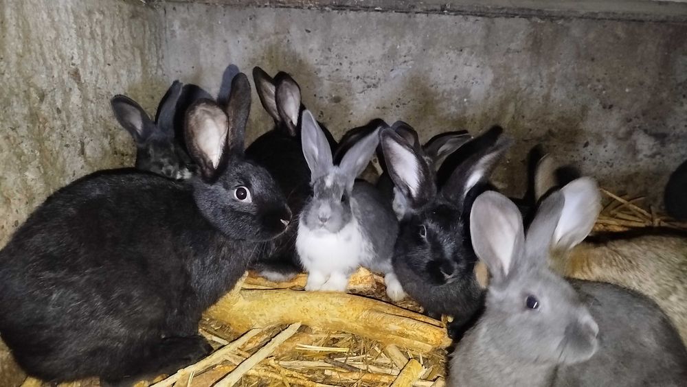 Quyonlar kichik yoshda bor.