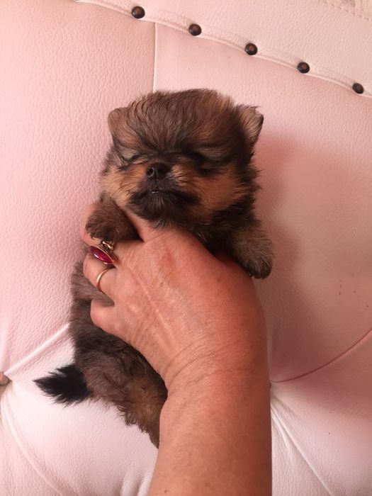 померанский шпиц