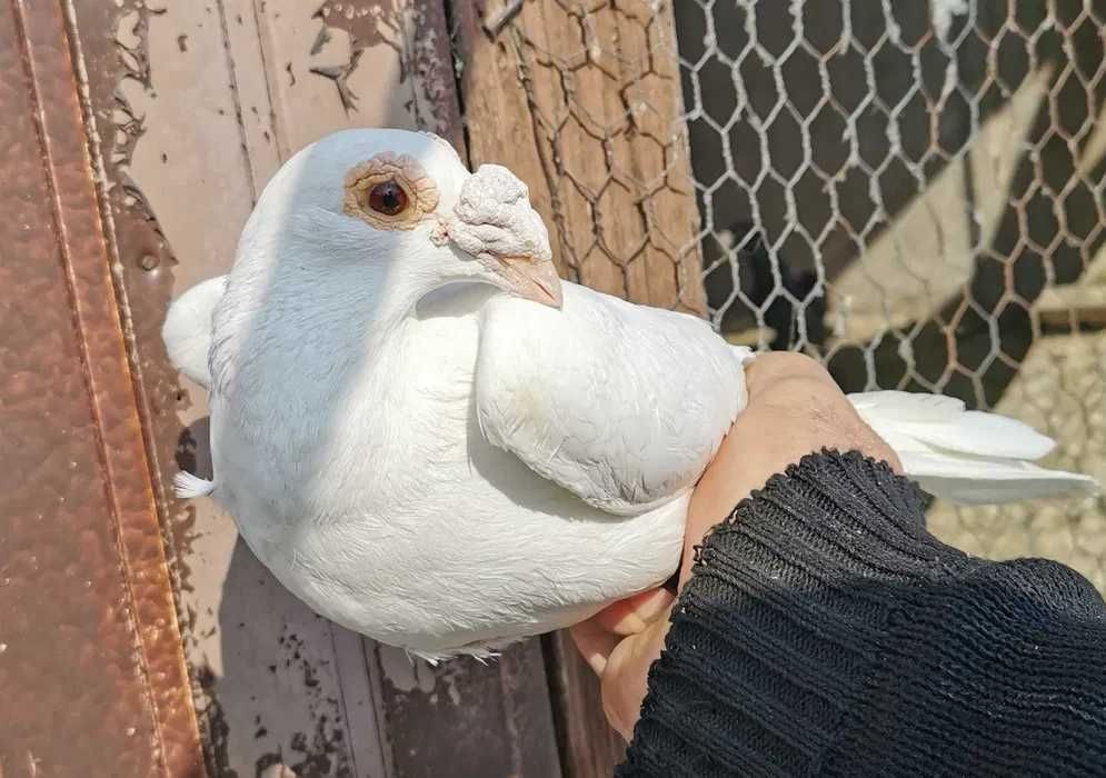 Porumbei Germani