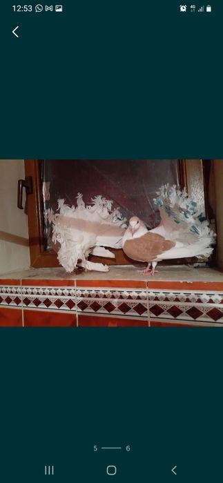 Продаётся пара голубей