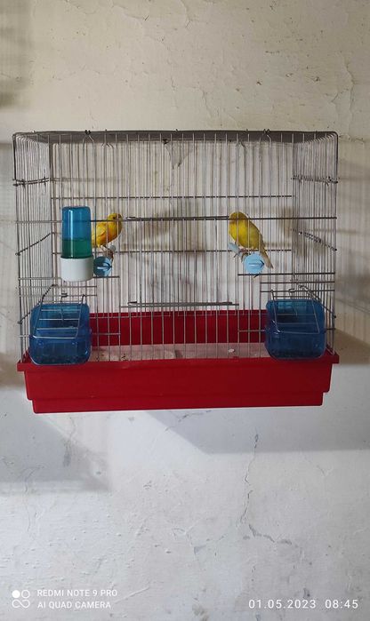 Канарейки красно дерево