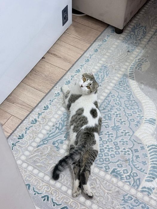 Продоется котёнок ,мальчик