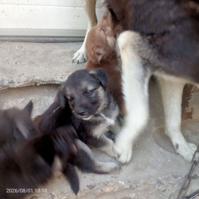 Отдам щенков в хорошие руки