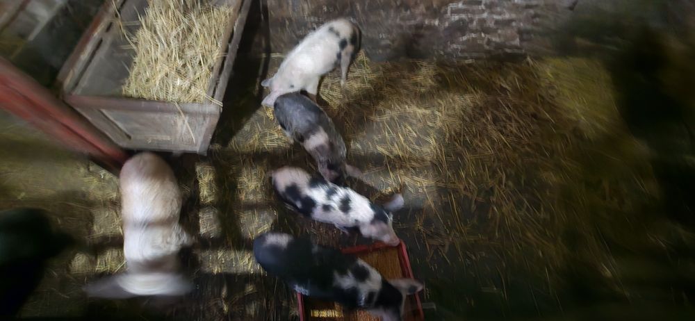 "Oi" de vânzare negociabil