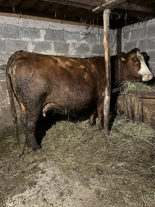 Vand vaca metis angus