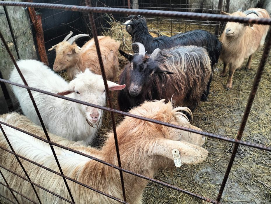 Capre tinere 1–4 ani de vânzare