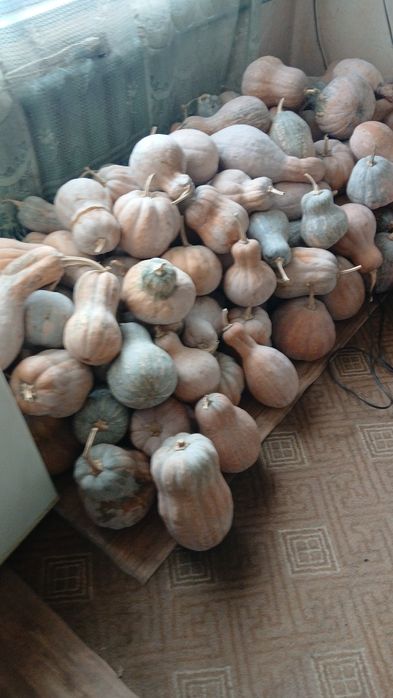 Тыква мантная продам