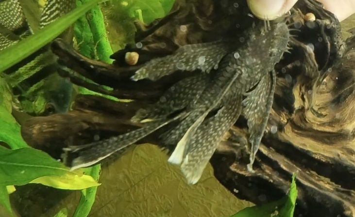 Взрослые самцы вуалевый анциструс