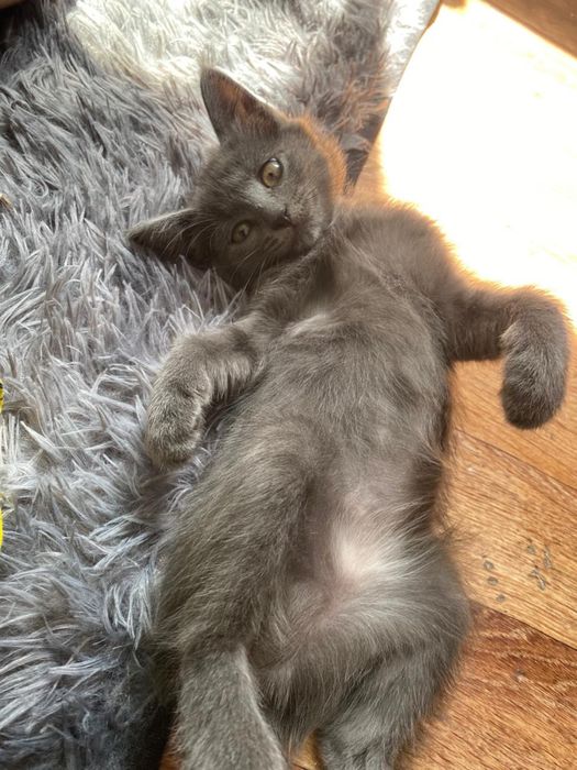 Отлам котенка ( два месяца) девочка