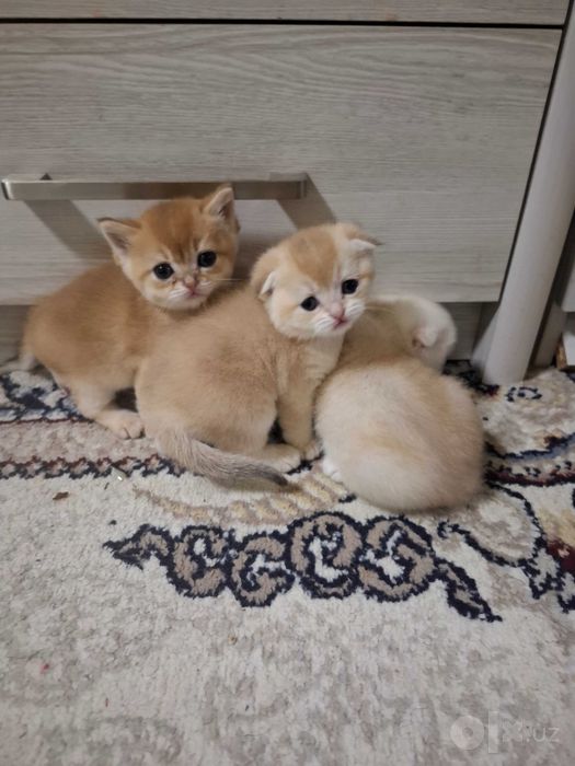 Продаю Котят 1,5 месяца