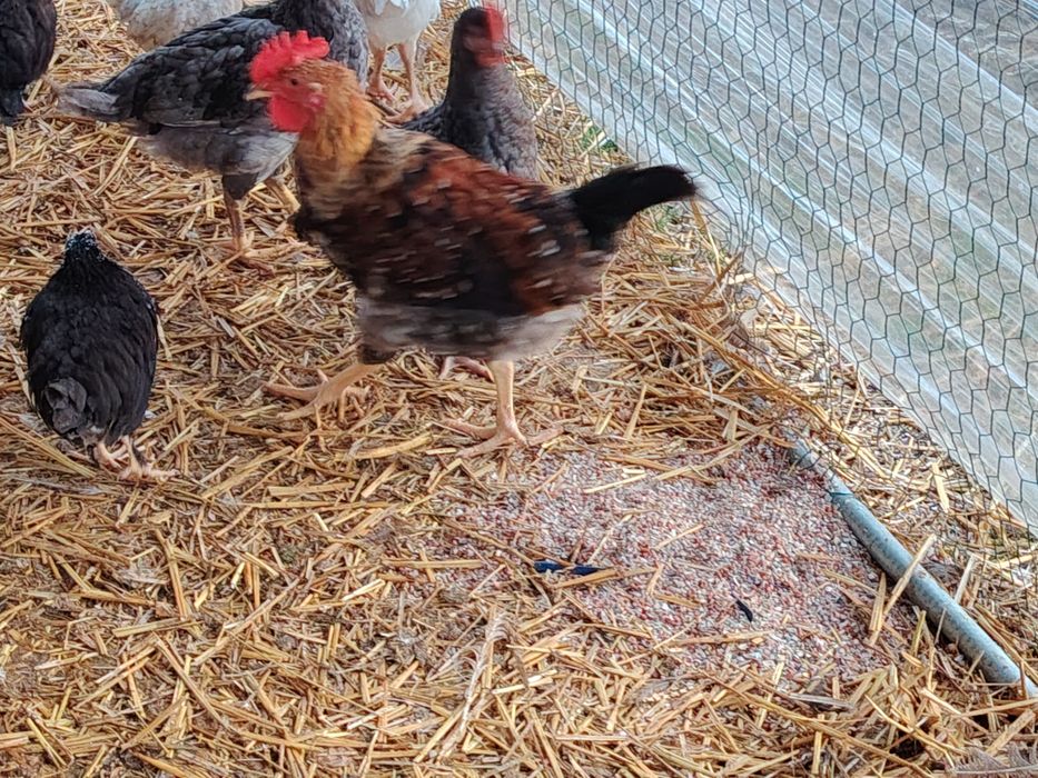 Vând cocoși diverse culori sau rase tineri mici (chaboo sau pitic) sau  mari(  apr. 2 kg )crescuți în sistem gospodăresc