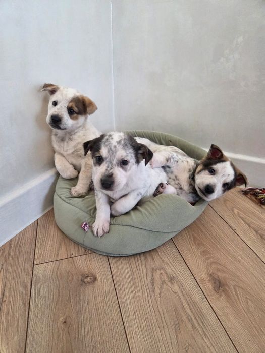 Щенятки в добрые руки