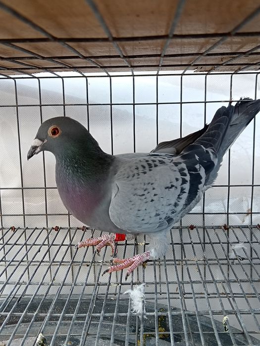 Vând porumbei voiajor 2 femele și un mascul