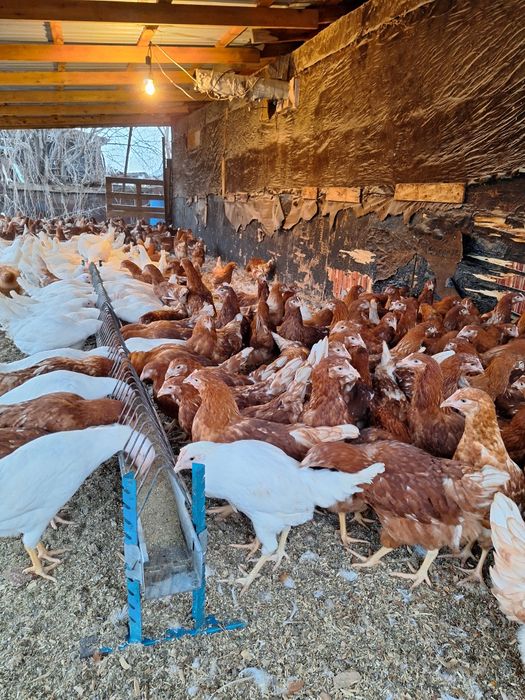 Ломан браун  несушки