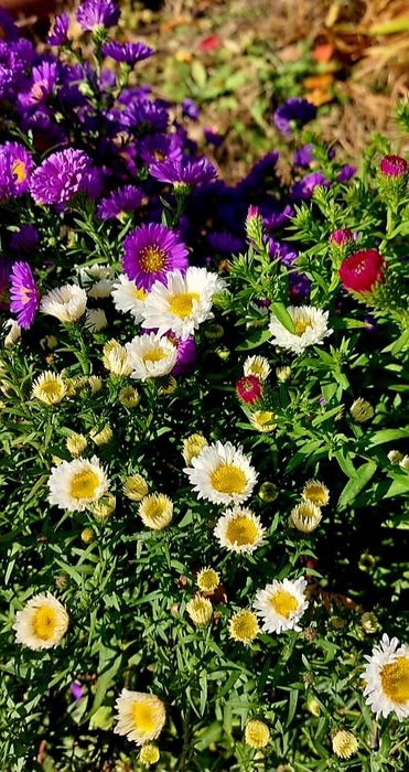 Продам дачу 7.5 соток район телецентра