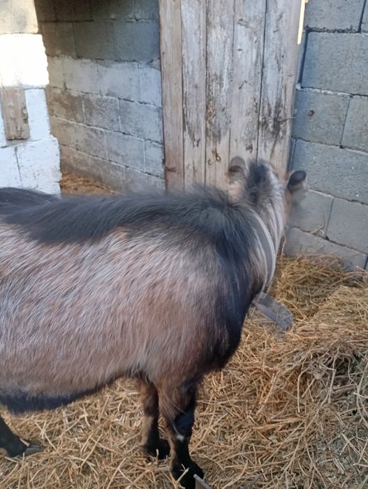 Vând un țap foarte frumos și cuminte