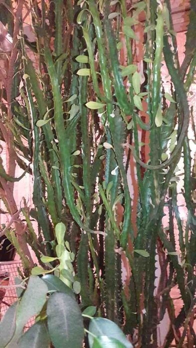 Продам  большой молочай.