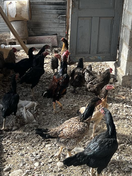 Продам бойцовых курей петухов