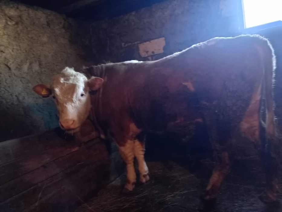 Крупно рогатый скот