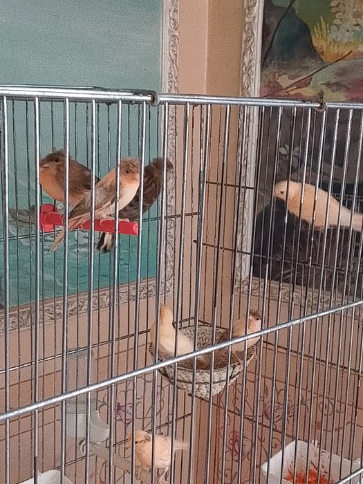 Продается канарейки