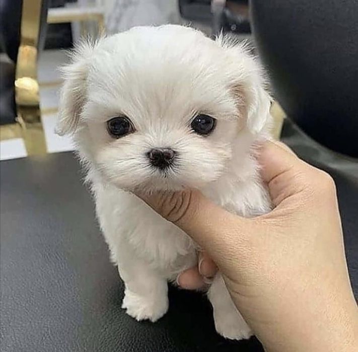 Bichon maltez talie mica