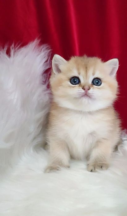 Британский чистокровный мальчик золотая шиншилла ny11