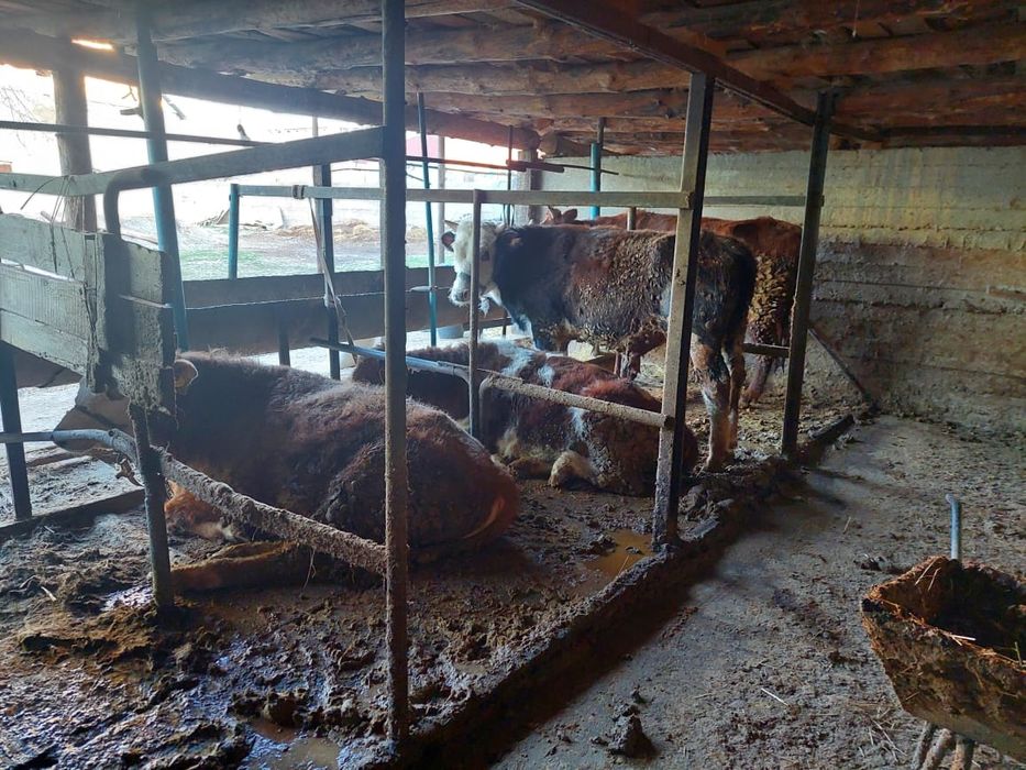 Буха бык бұқа құнажын