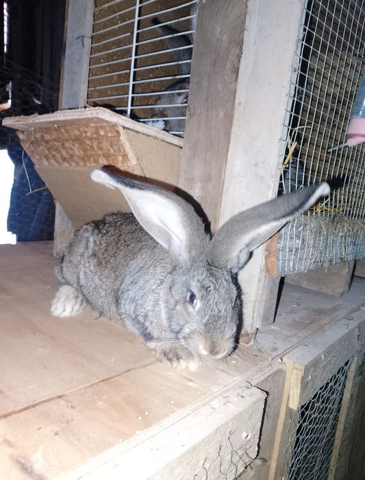 Iepuri Uriaș German