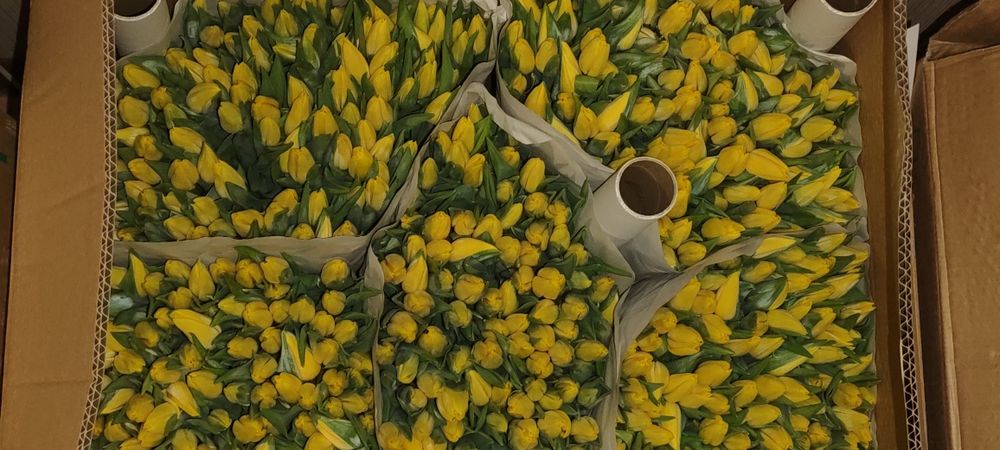 Тюльпаны оптом Голландия