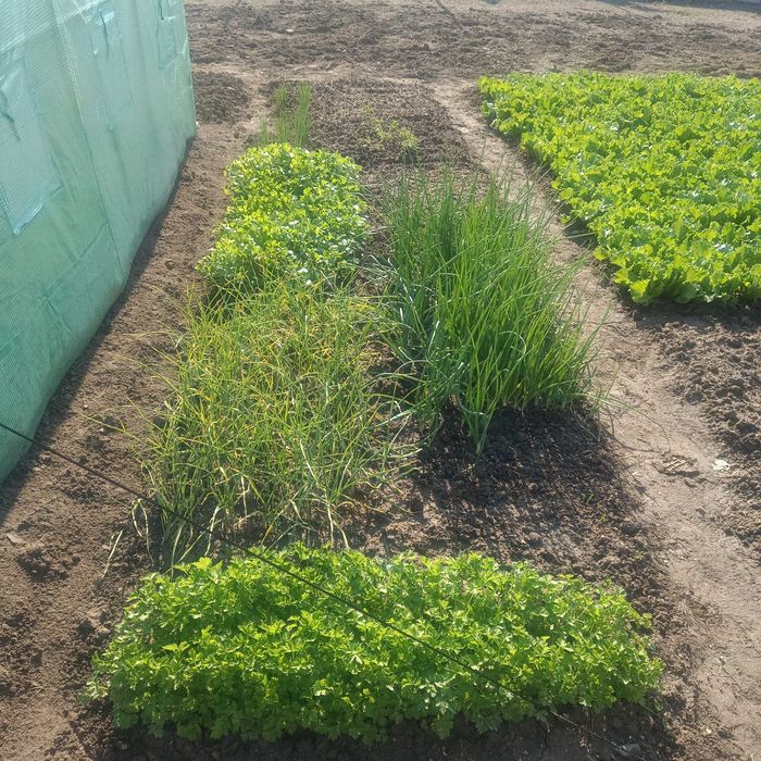 Продава се Парцел в с. Калековец, Област Пловдив - 752 кв.м за 99 €/кв.м - Снимка #5