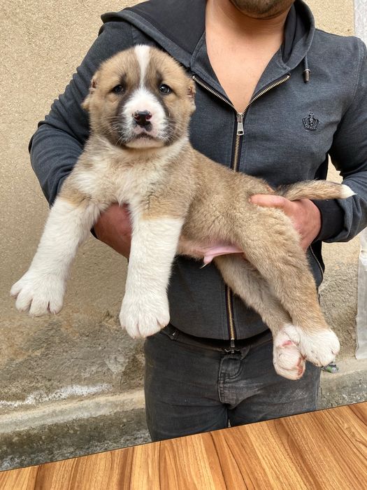 Щенок Туркменского Алабая ( чистокровный )