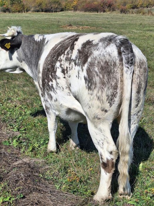 Vaca de vanzare!!