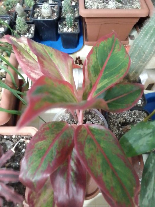 Комнатные растения