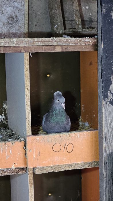 Голуби разные, подробная информация в описании