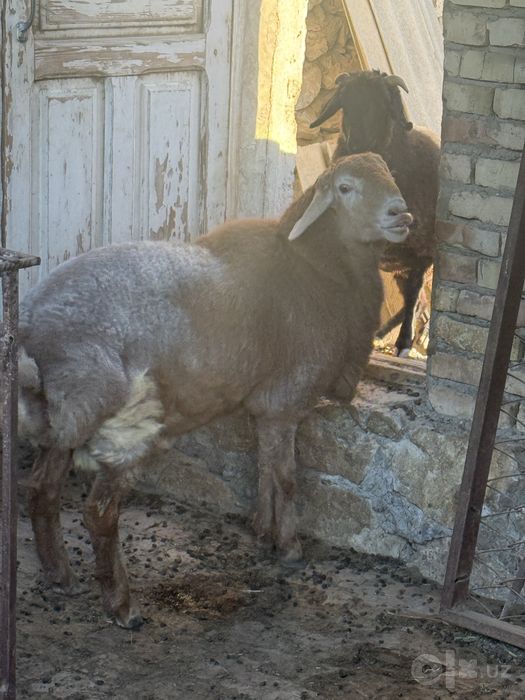 Кучкор ва куй бугоз сотилади узимизгики!!!