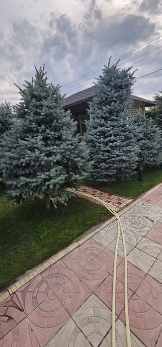 Голубые ели Кыргызстанские