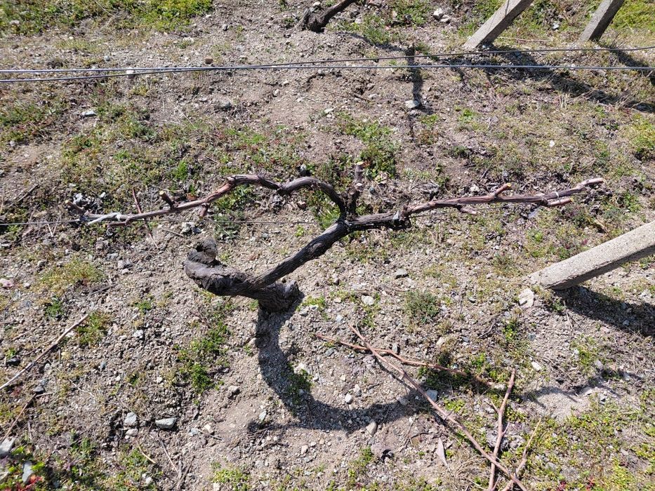 Резитба на овошки лозя асми и др. 2лв по договаряне