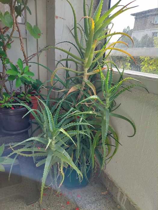 Алое Вера растение