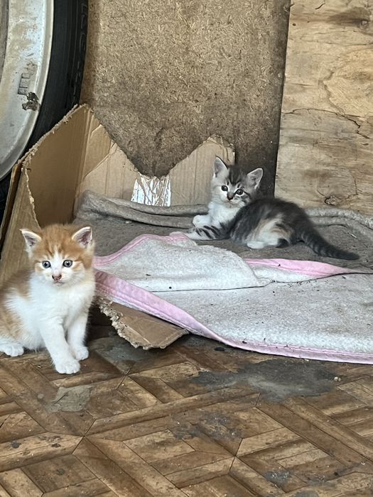 Котята в добрые руки