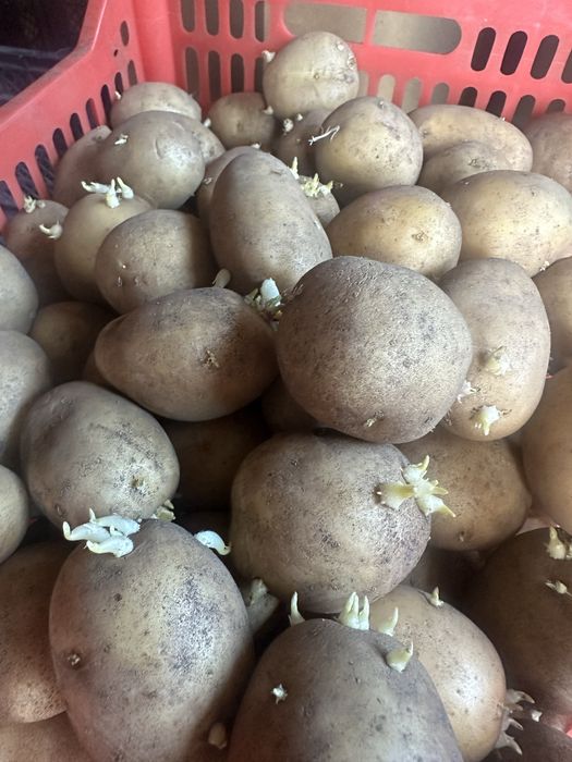 Семенной картофель