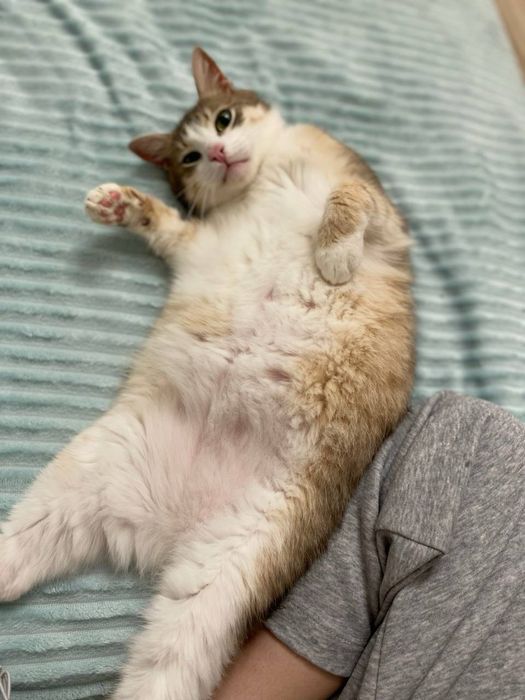 Отдам кота в добрые руки