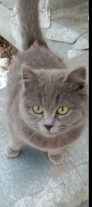 Кошки, коты, коты, котята